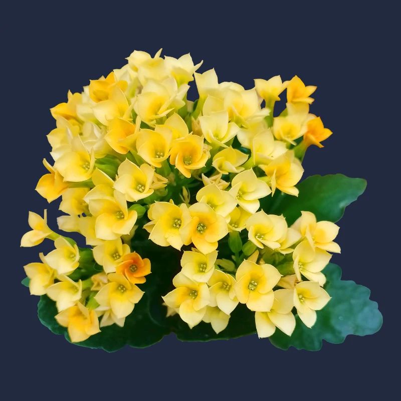 Goldgelbe Frühlingsblumen