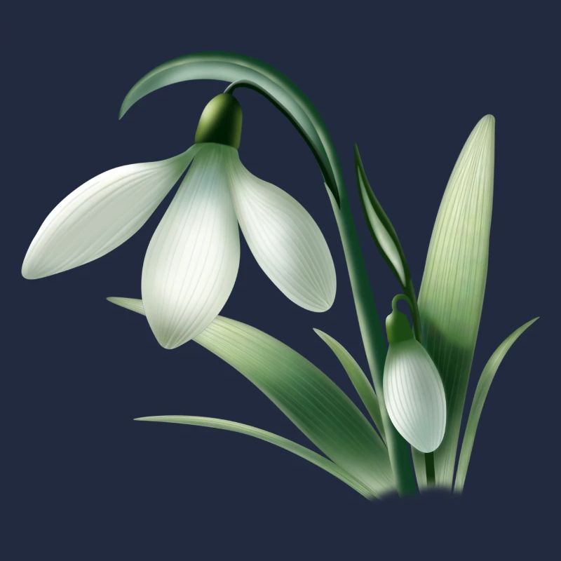 Anémone d’hiver – Graphique de fleur blanche