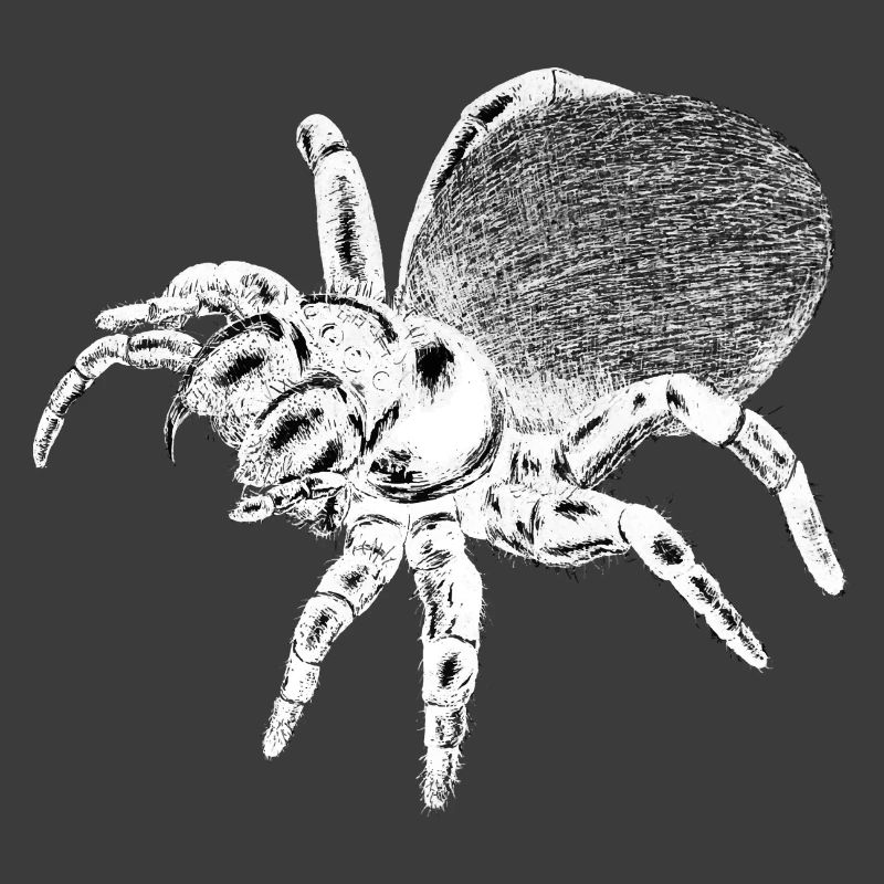 Spinne - Insekt