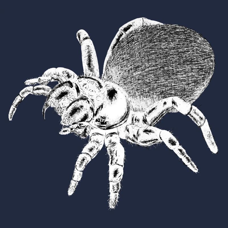 Spider - Insect