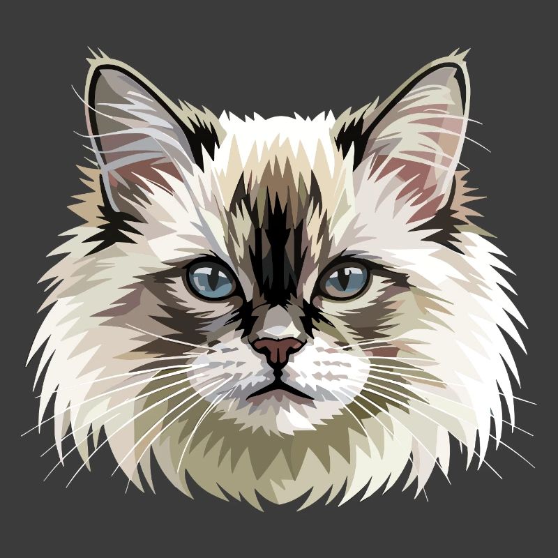 Chat Birman Chat Birman Sacré Chat Birman Mignons Chats Birman