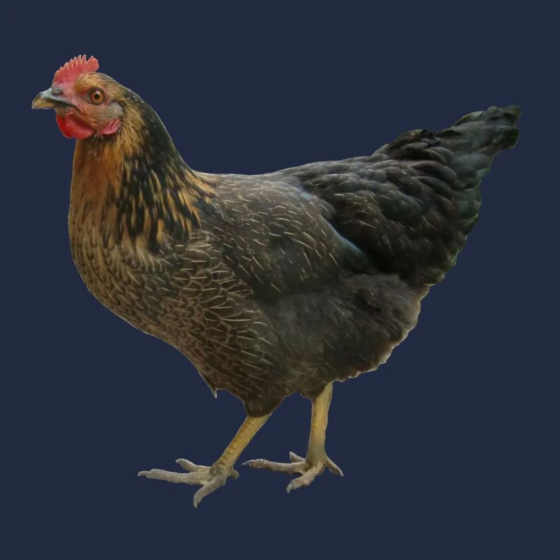 schwarzes Huhn