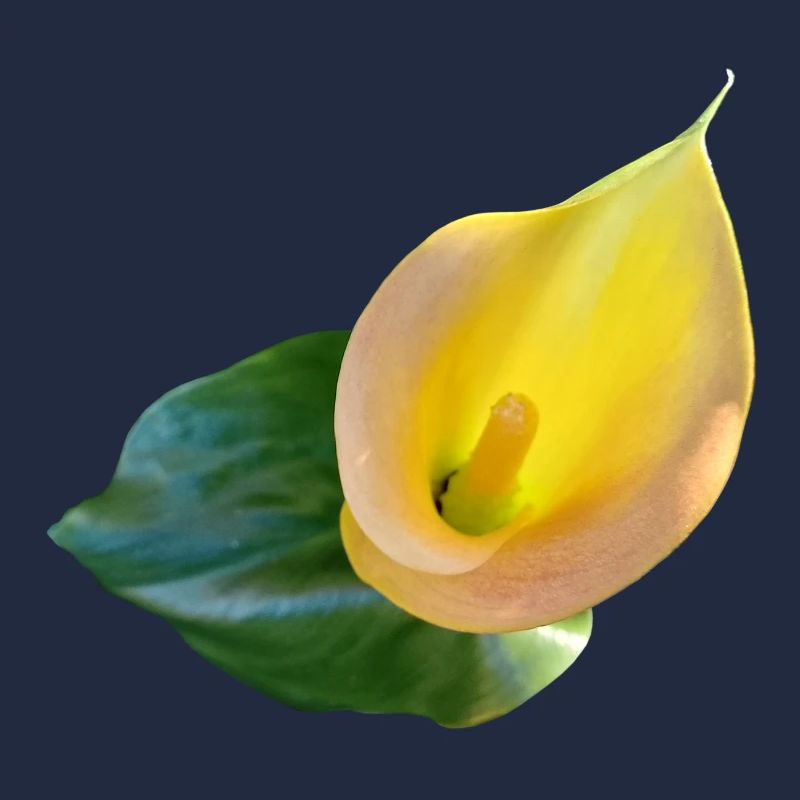 GELBE CALLA-LILIE