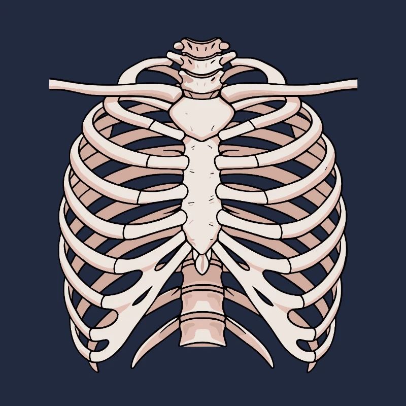 Structure anatomique du sternum et des côtes