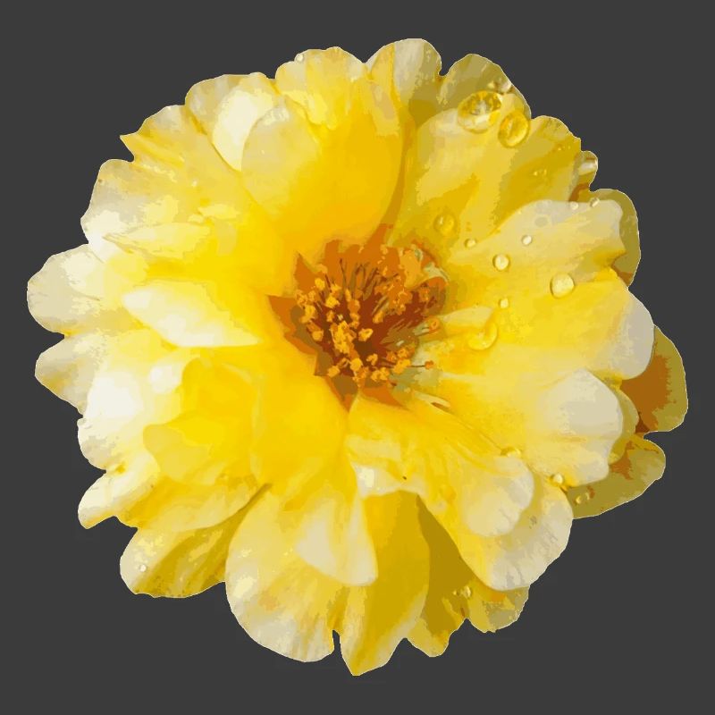 Portulaca