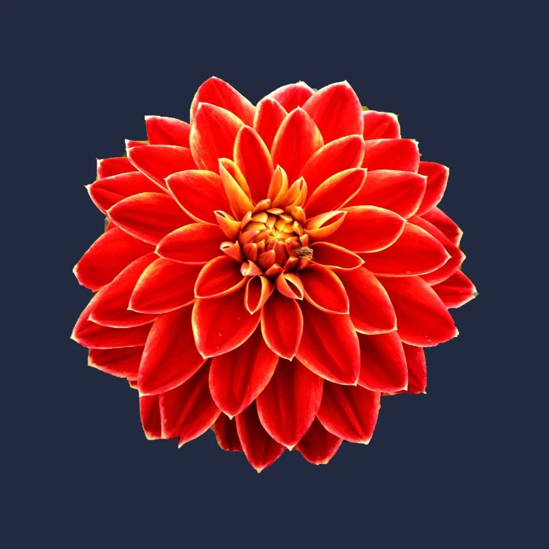 Dahlie rot