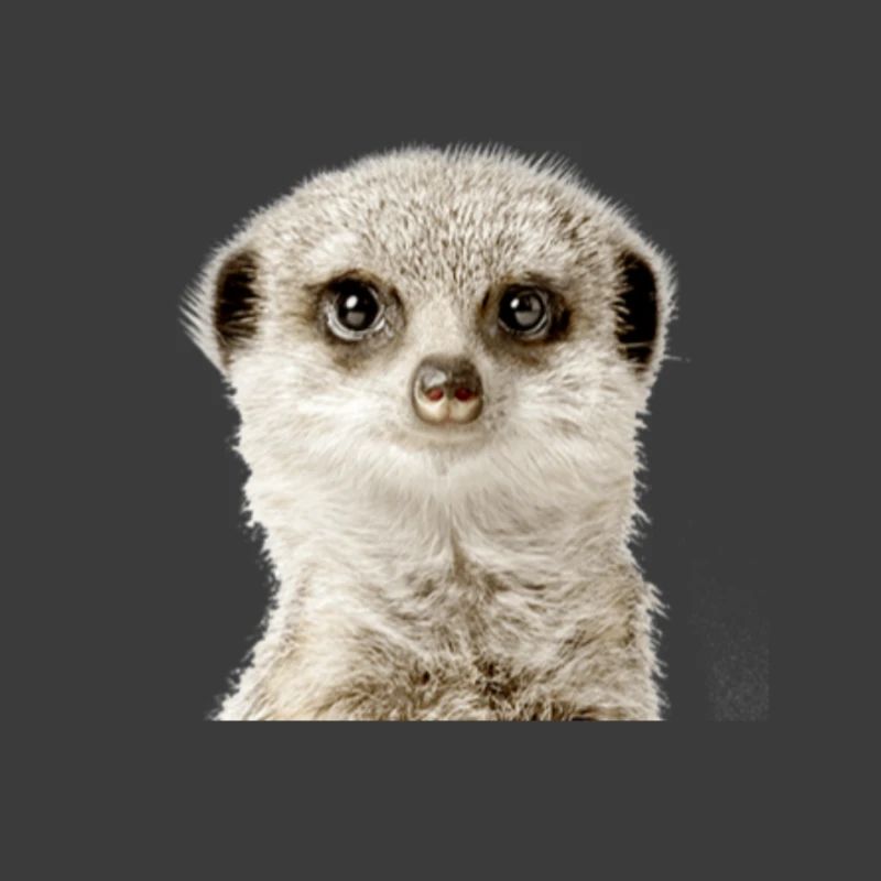 Erdmännchen