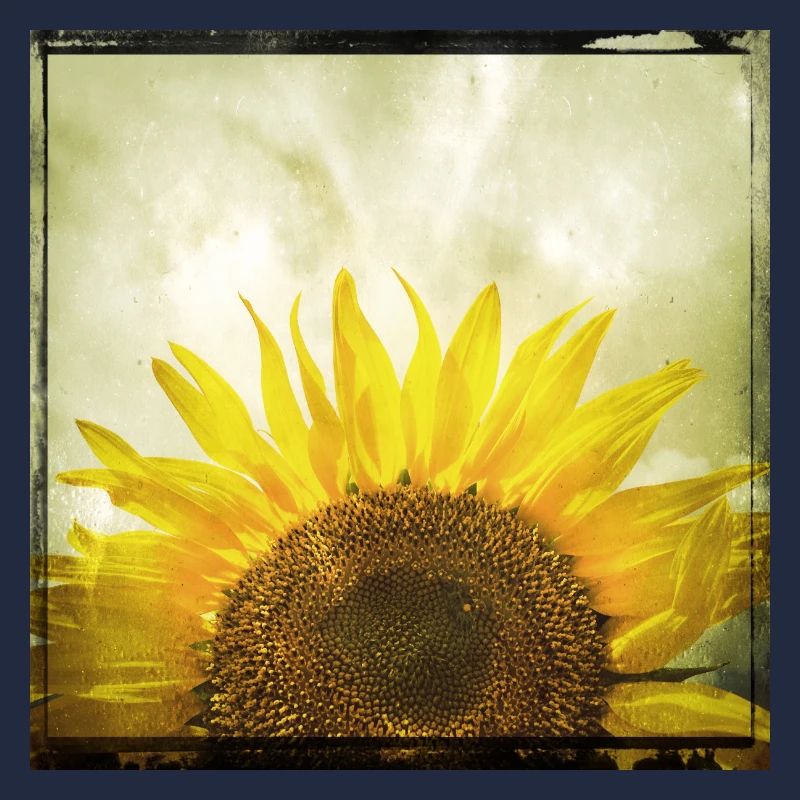 Halbe Sonnenblume