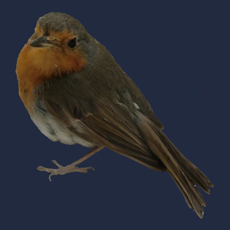 Rotkehlchen