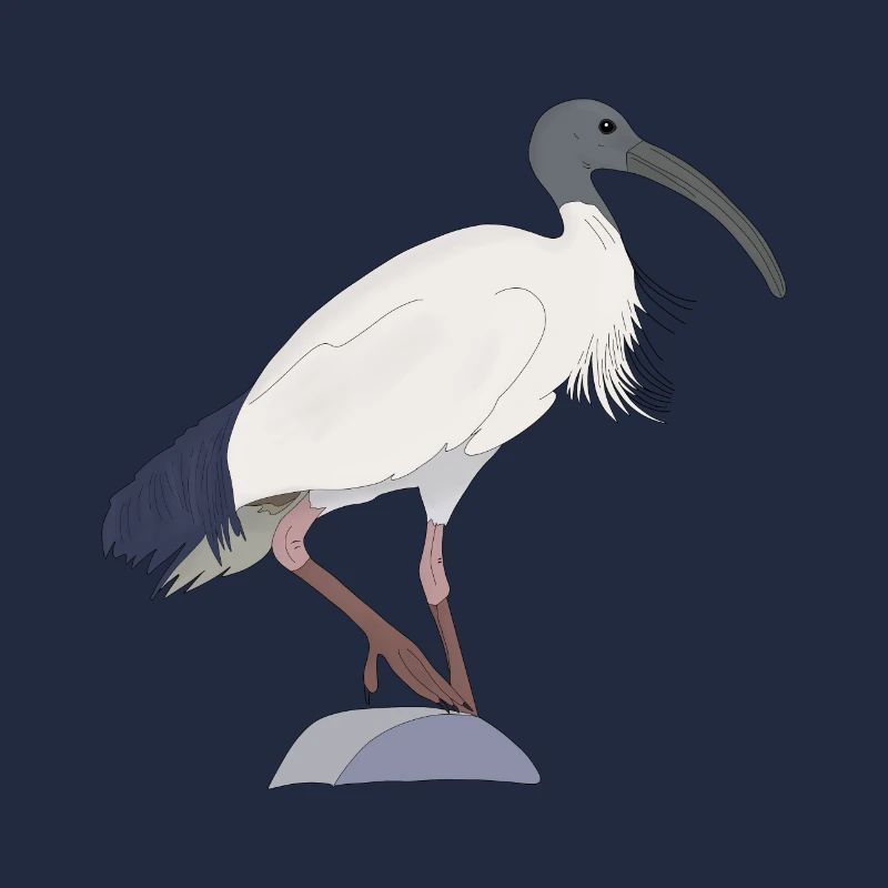 Ibis Bin Bird