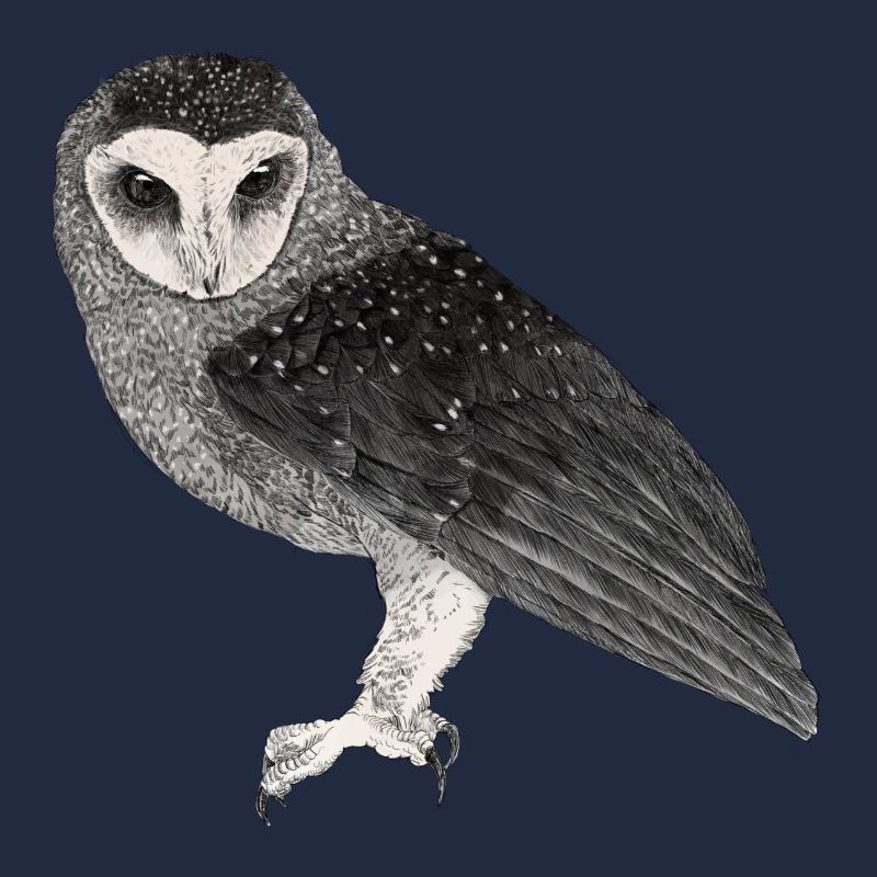 Illustration: Fleckenrußeule