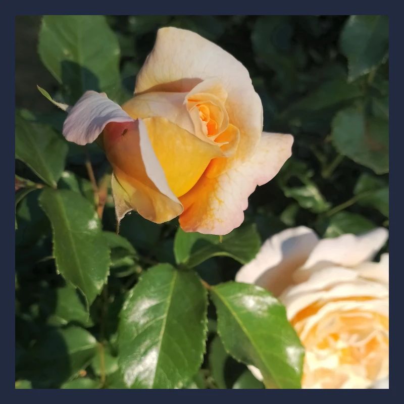 Bouton de rose délicat