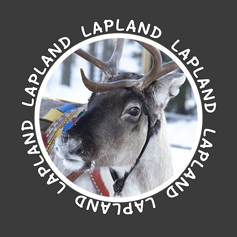 Lapland reindeer