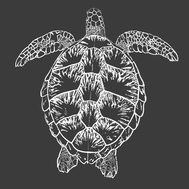 Turtle white2