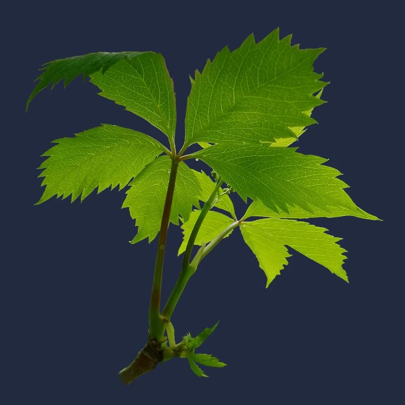 Jeune feuillage – branche verte de feuilles