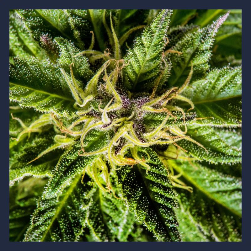 Les fleurs de cannabis, la marijuana, c’est tellement vert