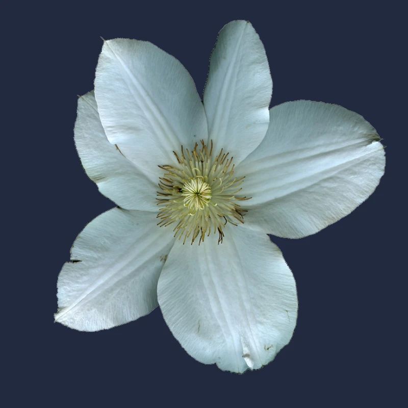 Fleur de clématite blanche