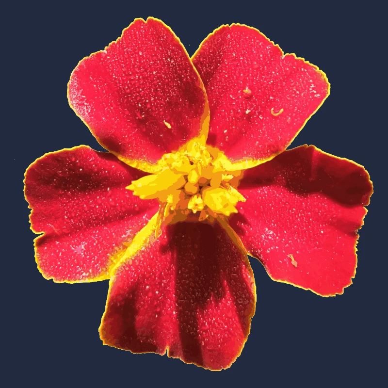 Tagetes