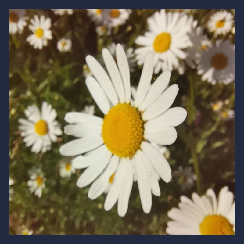 Gänseblümchen Sonnenlicht