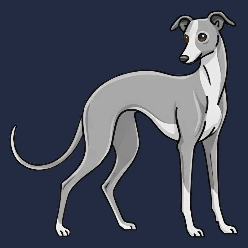 Italienisches Windspiel Windhund