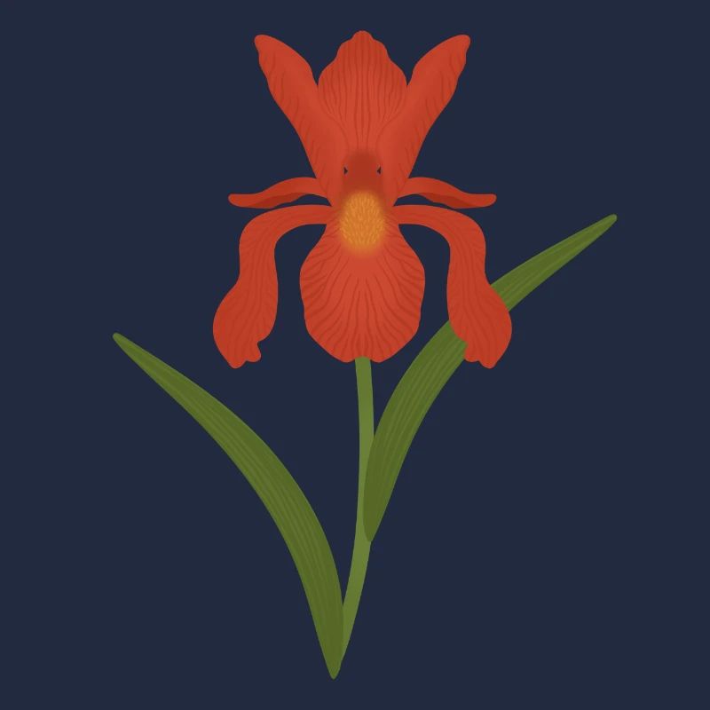 Iris Botanische Illustration