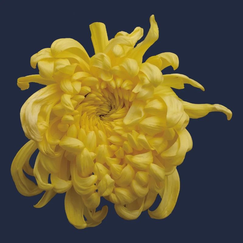 Vibrant_Yellow_Chrysanthemum_Flower