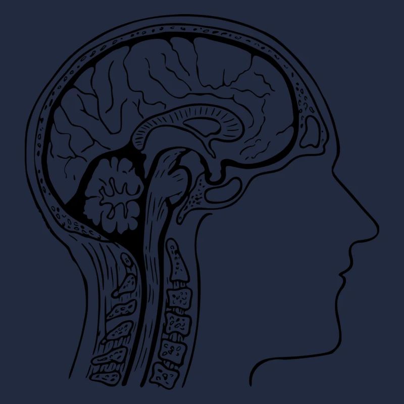 Anatomie
