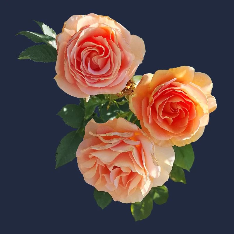 Pfirsichrosen Bouquet