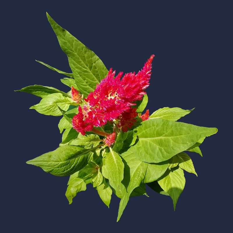 CÉLOSIA ROUGE