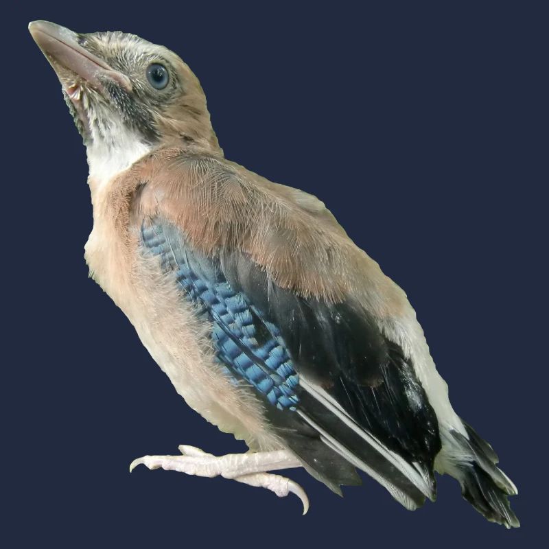 Eichelhäher Jungvogel