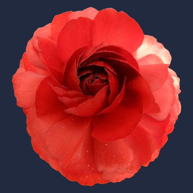 Rote Rose Blütenprint groß