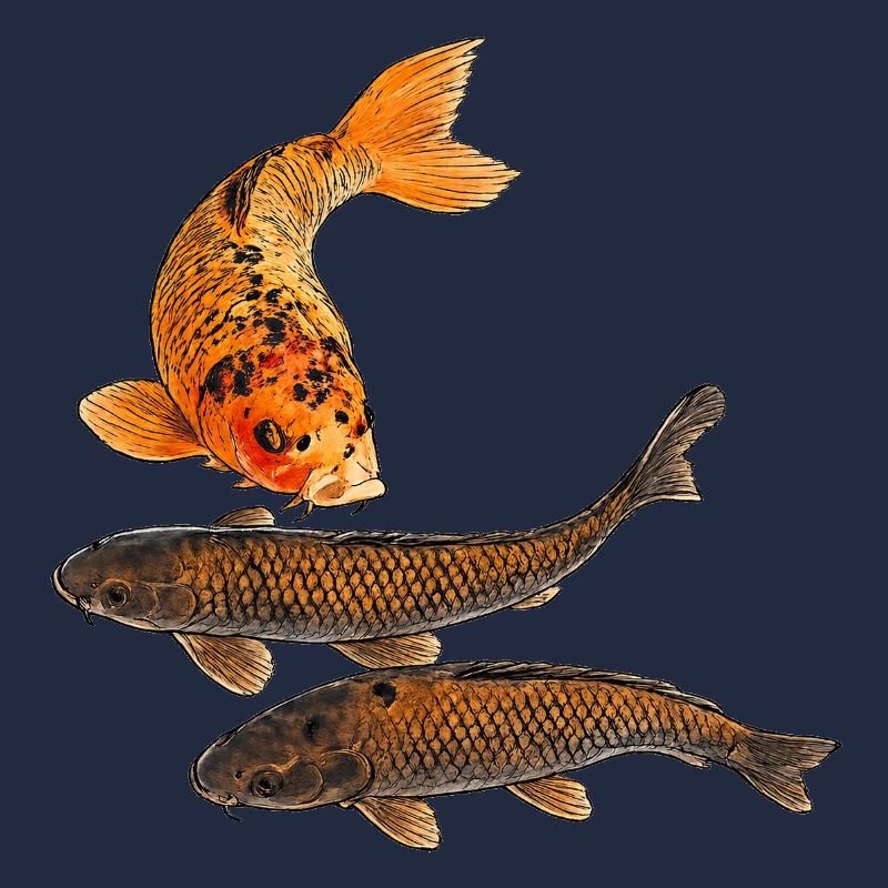 Koi Fisch im Teich