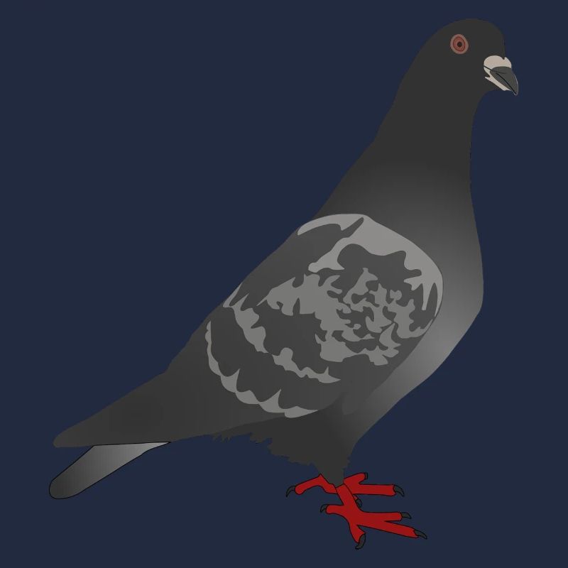 Pigeon