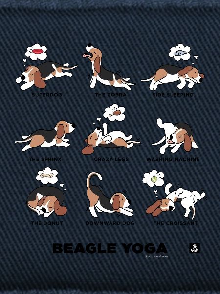 BEAGLE YOGA