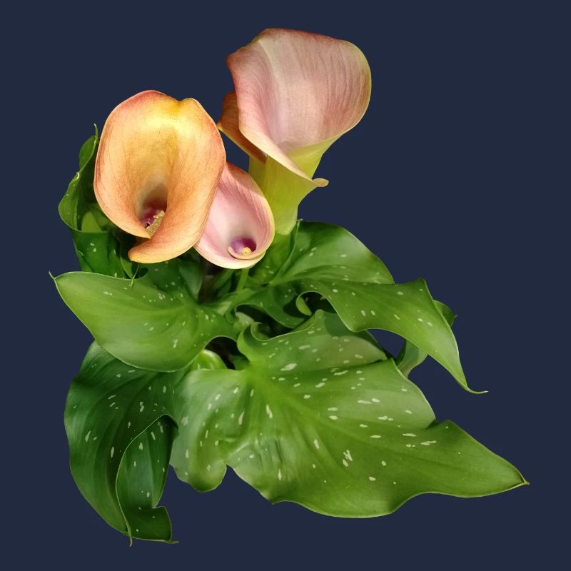 Fleurs de Calla en vert