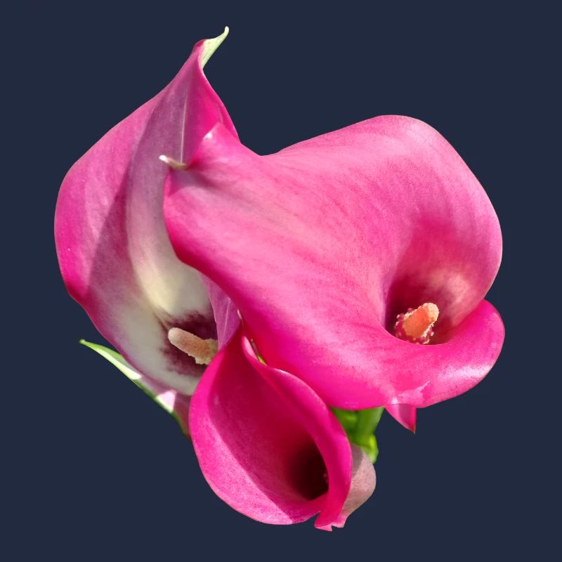 Trio de Fleurs Calla Roses