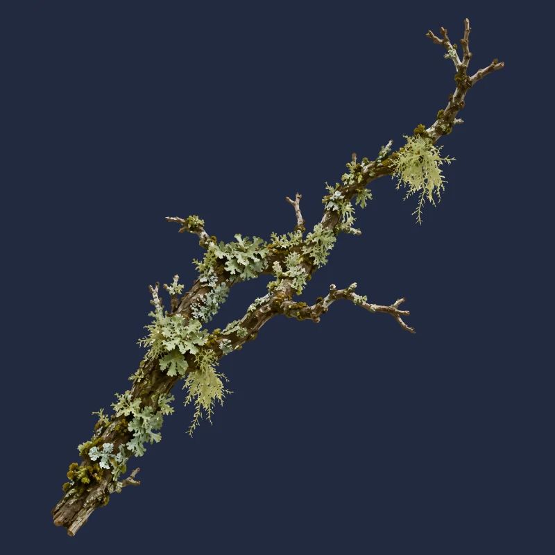 Conception de la nature de la forêt Lichen Branch