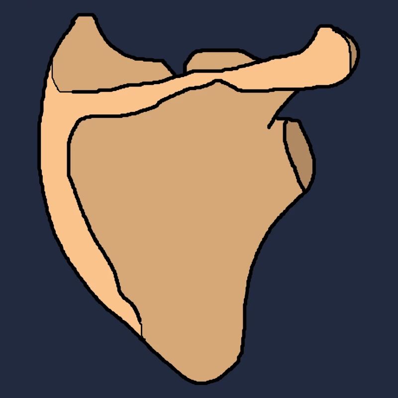 Shoulder blade scapula anatomy skeleton bone