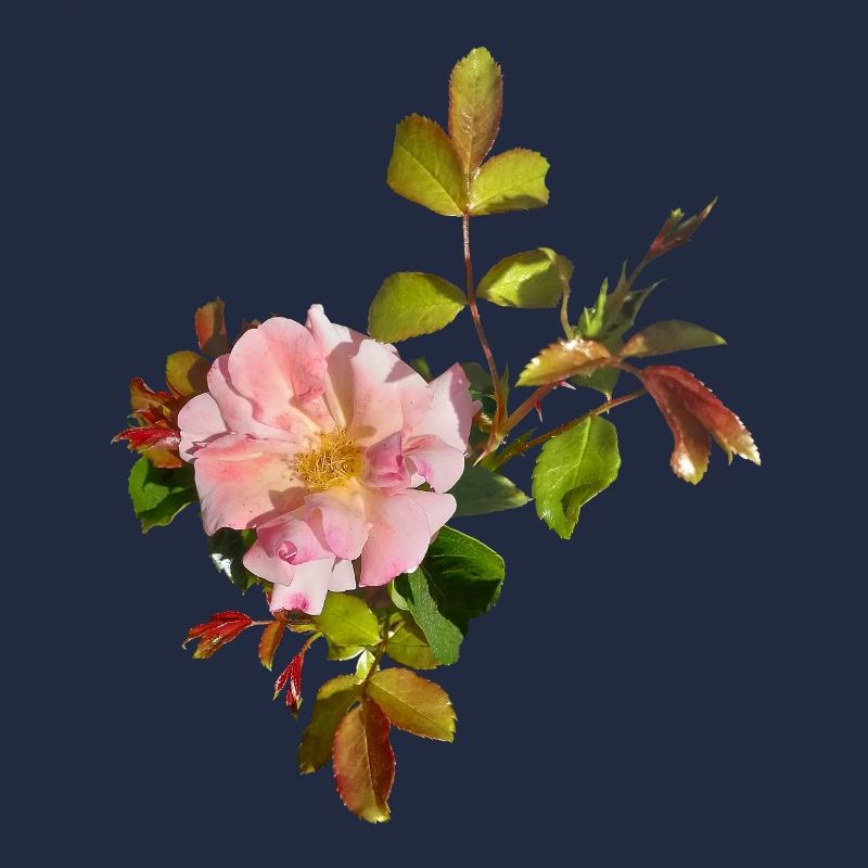 Zarte Rosa Rosenblüte