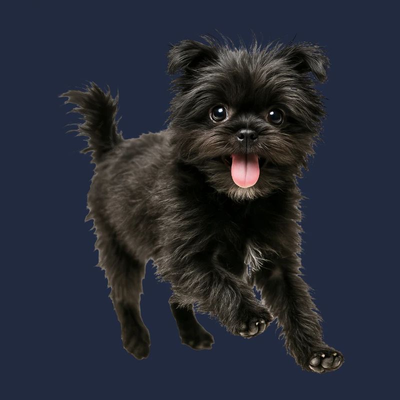 Affenpinscher