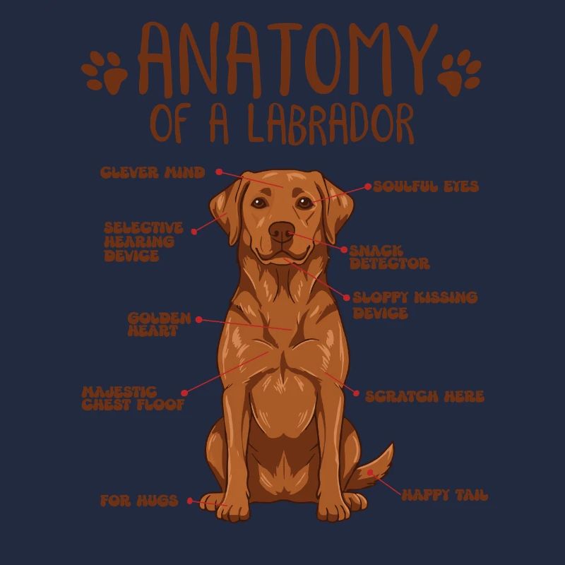 Anatomie eines Fox Red Labradors