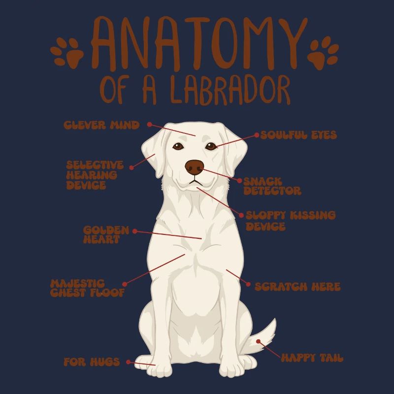 Anatomie eines white Labradors