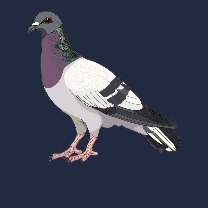 Tauben Taube