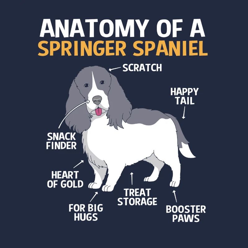Springer Spaniel