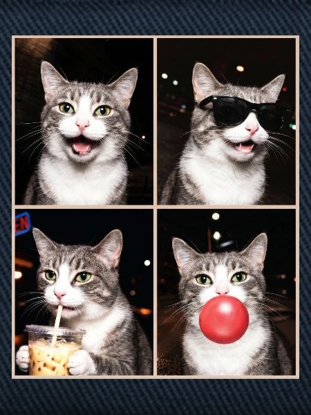 Katzen Graue Tabby Katze