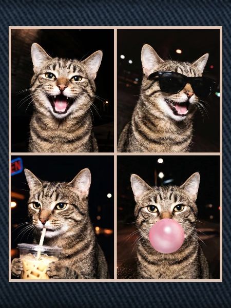Katzen Graue Tabby Katze