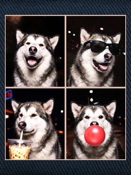 Hunde Alaskan Malamute Hund