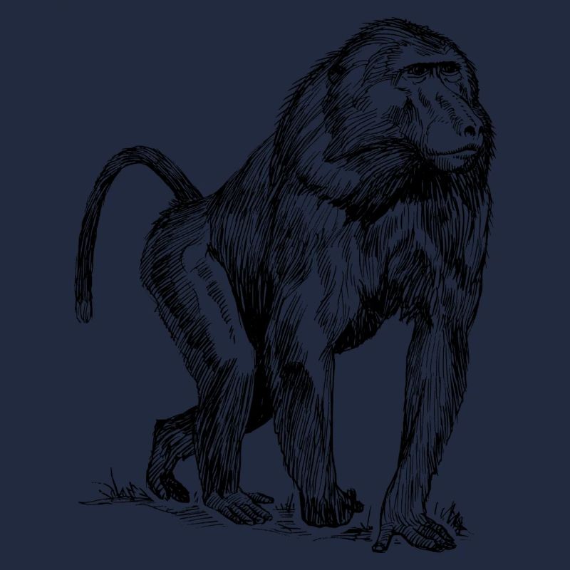 babouin Monkey