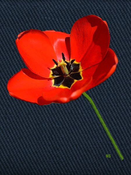 Roter Mohn
