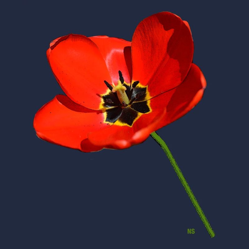Coquelicot rouge